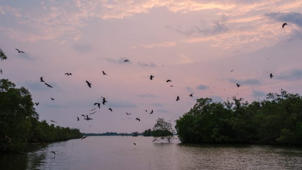 Sea Eagles at sunset in the mangrove of Chantaburi in Thailand, Red backed sea eagle in mangrove forest