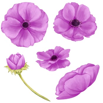 A set of violet anemone flowers, featuring buds and blooming blossoms. watercolor illustration for scrapbooking, digital backgrounds, website banners, social media graphics or printed materials.