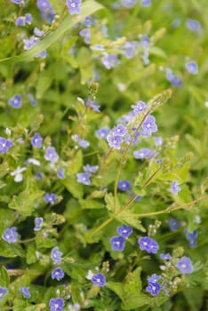 Background of blurry wildflowers buds supposedly mint - image