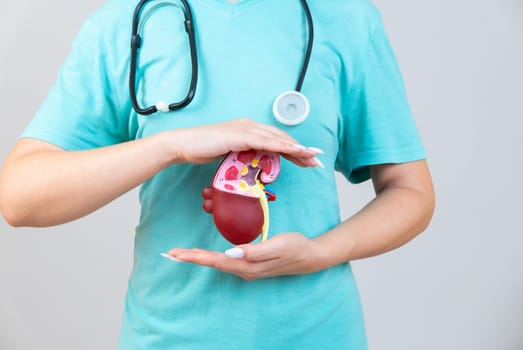 Female doctor with a stethoscope is holding mockup human kidney . Help and care concept