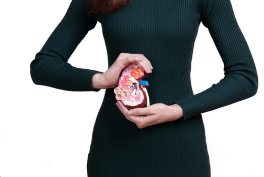woman is holding mockup human kidney . Help and care concept. Help and care concept
