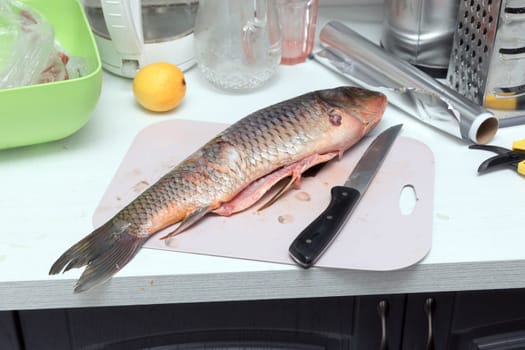 Carp fish and knife on a kitchen table