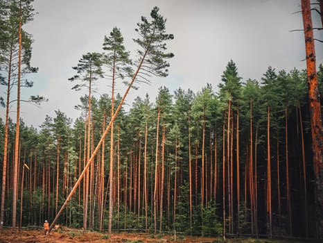 A tall pine tree, uprooted by a powerful wind, leans against other trees in a forest. Despite the impact, the tree stands as a symbol of resilience and the interconnectedness of nature.