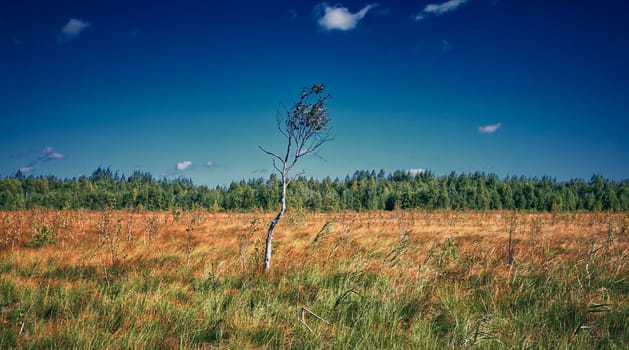 Tall, slender tree standing gracefully in vast grass field under clear blue sky with fluffy white clouds. The tranquil scene captures the beauty of nature, exuding a peaceful countryside moment.