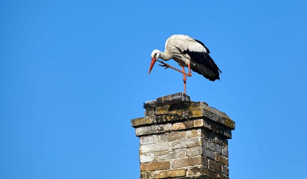 A stork sits on the roof of an old house. Selects a place to build a nest.