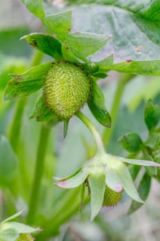Strawberry plant. Strawberry bush in the garden with an unripe berry. Shallow depth of field.