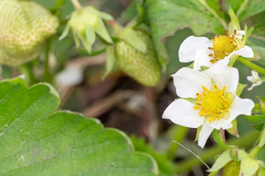 Blooming strawberry bushes growing in the garden in springtime.