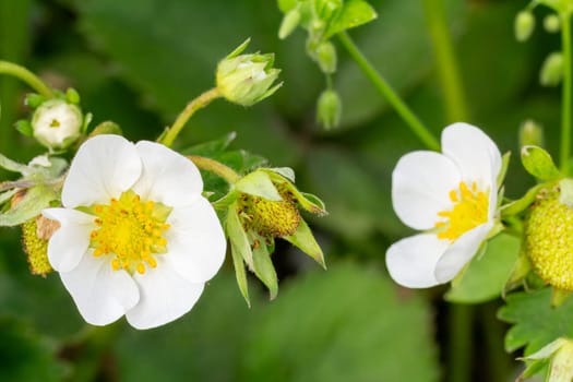 Close-up a flowering strawberry bush with an unripe berry in the garden in springtime. Shallow depth of field. Selective focus on the strawberry flower.