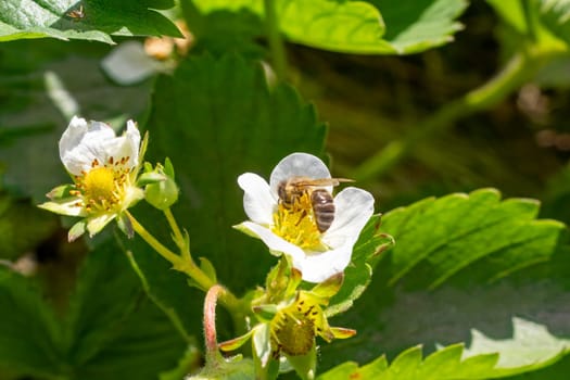 Close-up a flowering strawberry bush with a bee gathering pollen from a white flower. Cultivating berries in a garden.