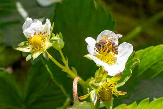 Close-up a flowering strawberry bush with a bee gathering pollen from a white flower. Cultivating berries in a garden.