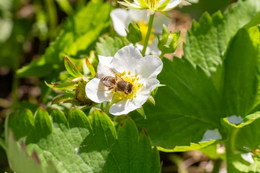 Close-up a flowering strawberry bush with a bee gathering pollen from a white flower. Cultivating berries in a garden.