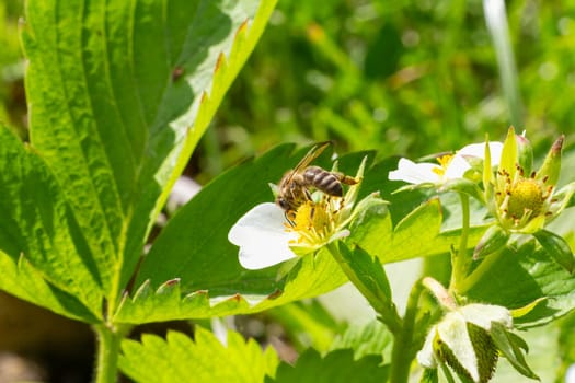 Close-up a flowering strawberry bush with a bee gathering pollen from a white flower. Cultivating berries in a garden.