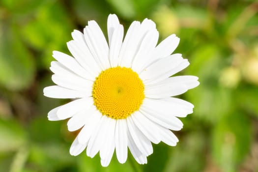 Bud of a white chamomile flower in the garden with the blurred green natural background. Shallow depth of field.