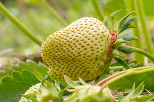 Close-up a strawberry bush in the garden with unripe berries. Shallow depth of field.