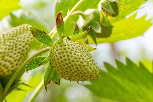 Close-up a strawberry bush in the garden with unripe berries. Shallow depth of field.