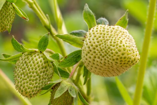 Close-up a strawberry bush in the garden with unripe berries. Shallow depth of field.