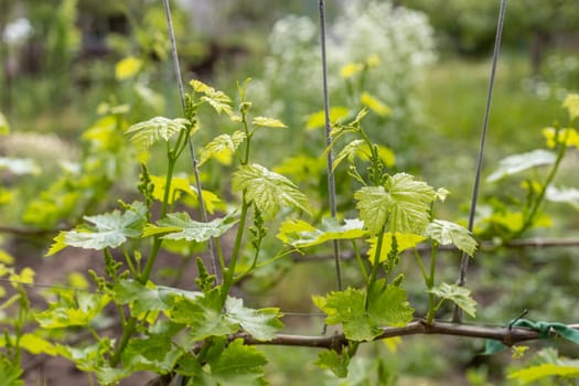 Unripe green bunch of grapes in the vineyard in sunny day. Bunches of grapes before flowering. Shallow depth of field.