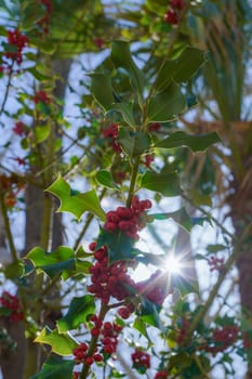 holly branch ,illex aquifolia,illuminated by the sun rays with blue sky and trees in background