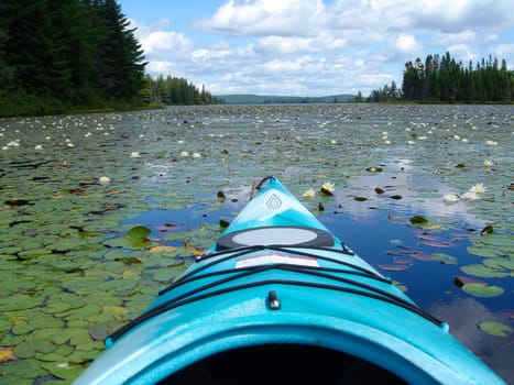 Water Lily lake from Kayak in Algonquin park, Canada