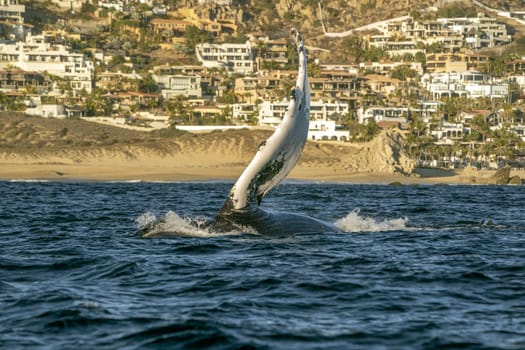 An humpback whale slapping pectoral fins before breaching in cabo san lucas baja california sur mexico pacific ocean