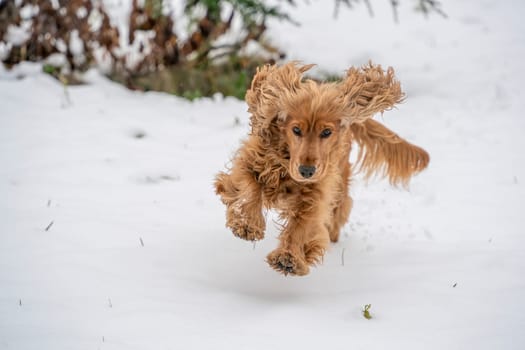 An happy cocker spaniel dog jumping on the snow