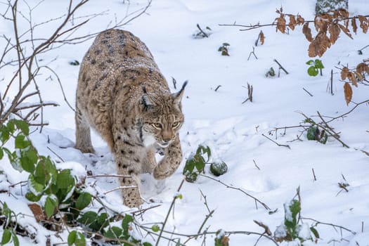 Eurasian Lynx walking, wild cat in the forest with snow. Wildlife scene from winter nature. Cute big cat in habitat, cold condition.