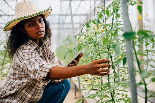 Black woman agronomist joyfully inspects and controls tomato quality in a farm greenhouse. Modern farmer using a tablet for smart farming innovation.