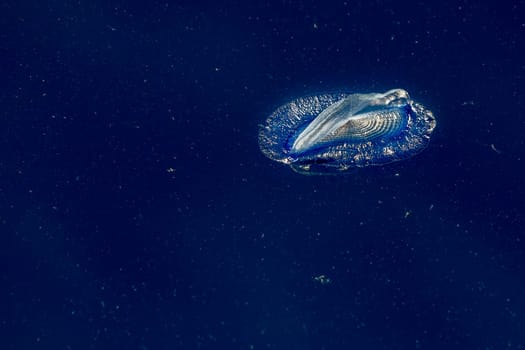 velella jellyfish on deep blue sea background