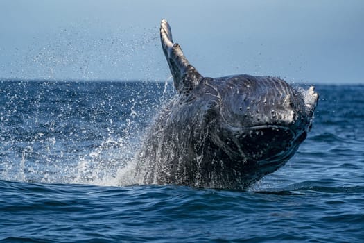 An Humpback whale jumping out of the water in Baja California Sur, Mexico, Pacific Ocean