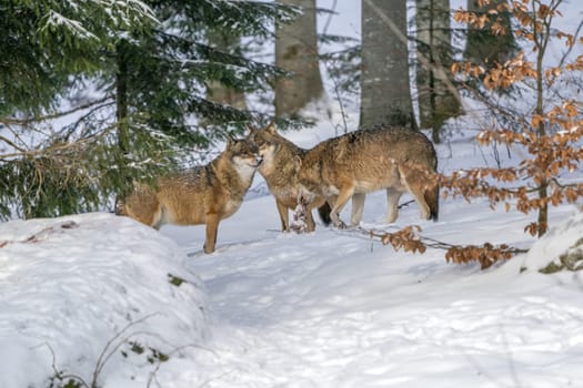 group of wolves hunting in the forest under the snow background portrait