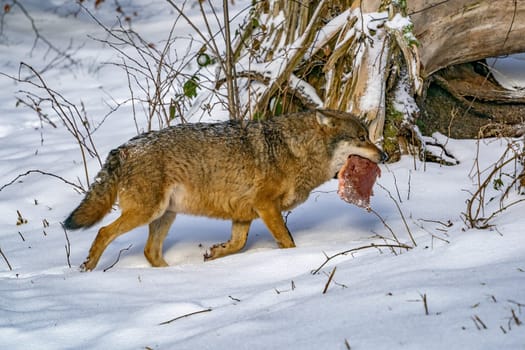 a wolf coming to you in the snow background holding fresh flesh in mouth