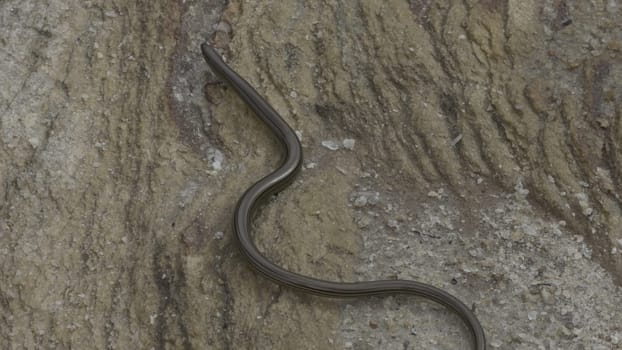 Stunning slow-mo footage captures a snake's intricate motion as it slithers across a stone.