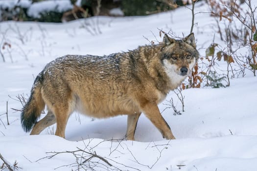 a wolf looking at you in the snow background portrait