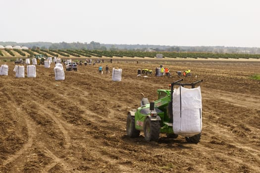 Huevar del Aljarafe, Seville, Spain - June 2, 2023: Farm workers are shown in a field, gathering crops with the help of a tractor, under a clear sky.