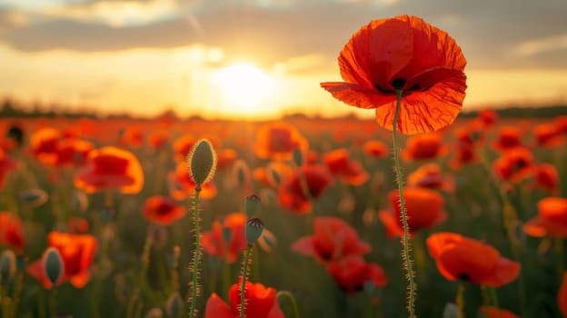 A field of red poppies with the sun setting in the background