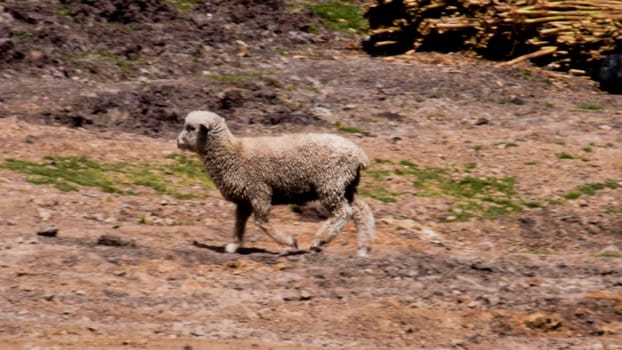 Solitary sheep wanders in search of grass amidst a dry and barren terrain