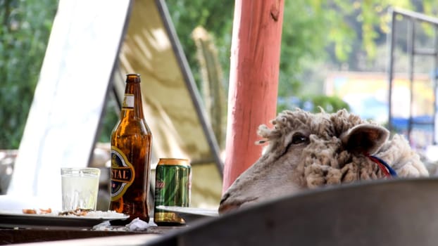 Lima, Peru - September 7, 2019 : A curious sheep peers at a table with empty beer bottles and cans outdoors