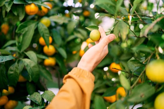 Man touches with his fingers a small yellow tangerine on a branch in the garden. Cropped. Faceless. High quality photo