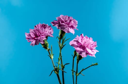Beautiful blooming Pink carnations flowers isolated on a blue background. Flower head close-up.