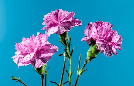 Beautiful blooming Pink carnations flowers isolated on a blue background. Flower head close-up.