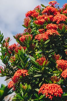 Pohutukawa Delonix regia fiery tree bright red flowers legume family subfamily Caesalpinia blossom blooming against blue sky Vietnam summer day time.