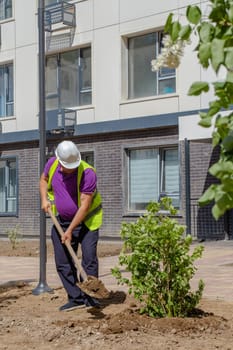 Man in purple shirt and vest using shovel to plant small tree. Residential area with apartment buildings in background.