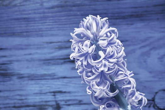 Flowering plant of blue hyacinth ,   bulbous flower ,