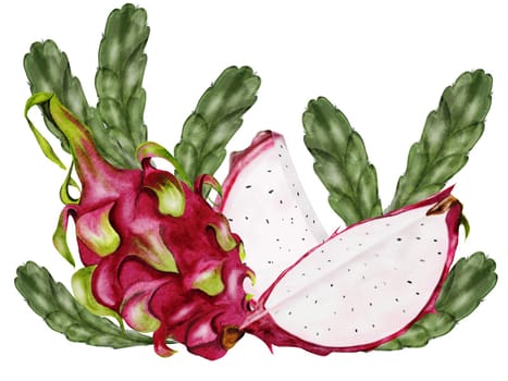 Dragon fruit. Watercolor hand drawn illustration isolated on white background. Composition of ripe pitaya with leaves. Exotic clip art for tropical cocktail menu and vegetarian cookbook design. High quality illustration