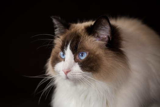 Beautiful young healthy Ragdoll cat isolated on a black background.