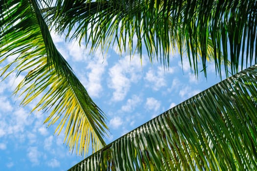 Coconut green tropical palm branches blue sky white clouds abstract background bright shiny sun day beautiful nature summer. Joy happiness harmony tranquility calm life.