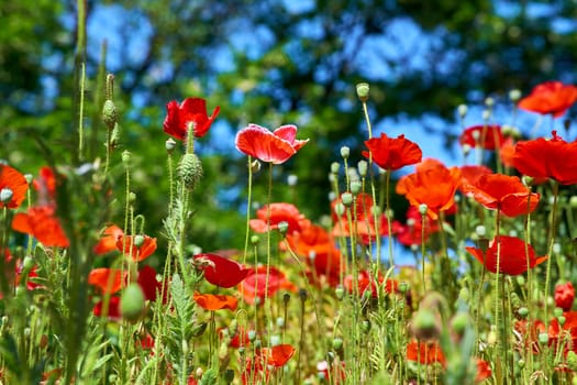 a herbaceous plant with showy flowers, milky sap, and rounded seed capsules