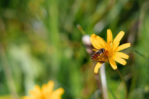 Honey Bee collecting pollen on yellow rape flower on green grass background. Copy space