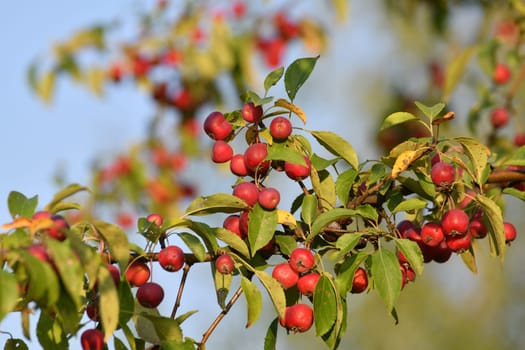 Red small paradise apples on the branches of a wild apple tree close-up