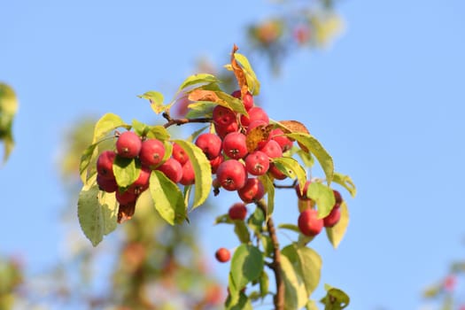 Red small paradise apples on the branches of a wild apple tree close-up